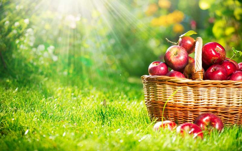 Thriving Farm: Gardening