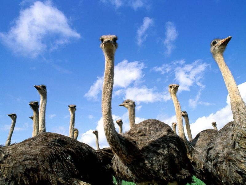 Thriving Ostrich Farm