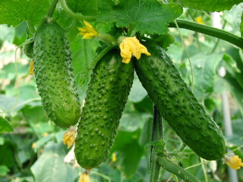 The Pickle Business