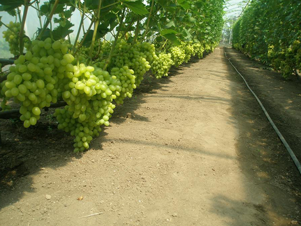 Business Idea: Growing Grapes in Greenhouses