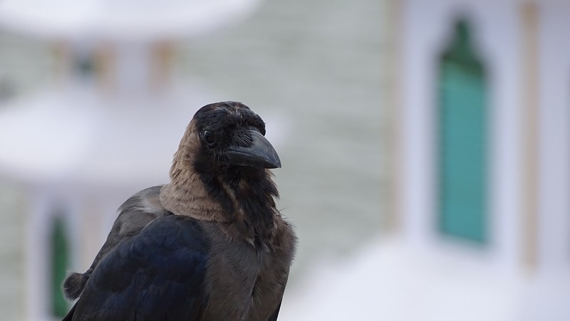 Clean Streets with Crows: A Unique Solution to City Waste
