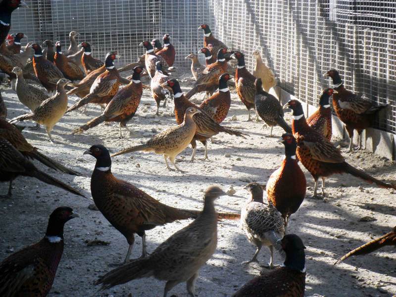 Business Idea: Pheasant Farming