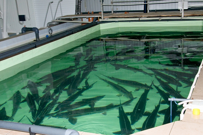 Sturgeon Farm