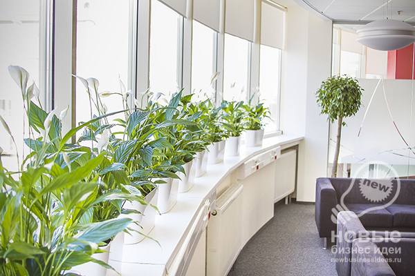 Business Idea: Revamping the Office with Greenery