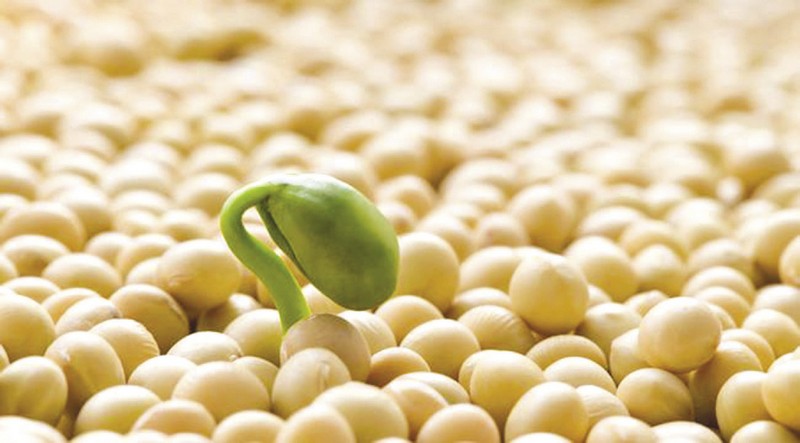 Thriving Farm: Growing Soybeans