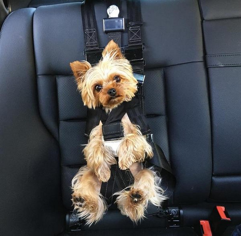 Safety First: ZuGoPet’s Rocketeer Pack for Pets