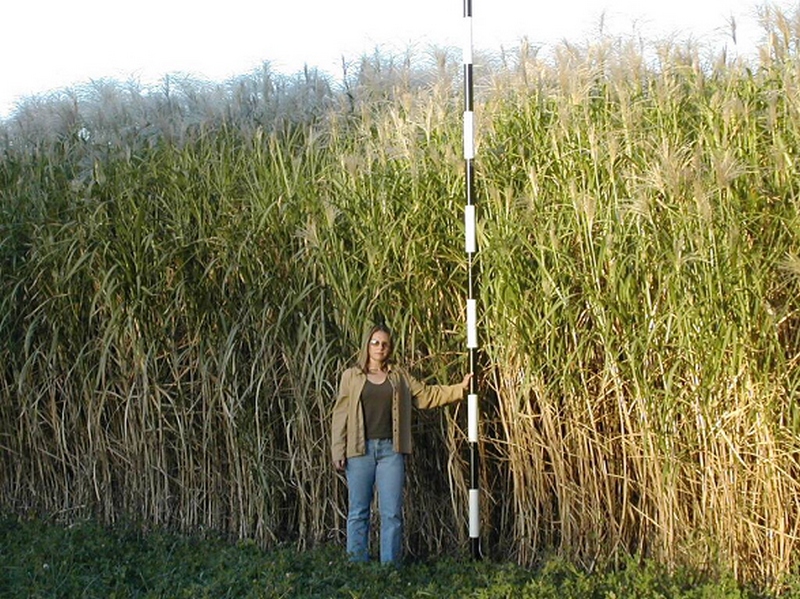 Miscanthus - The American Reed