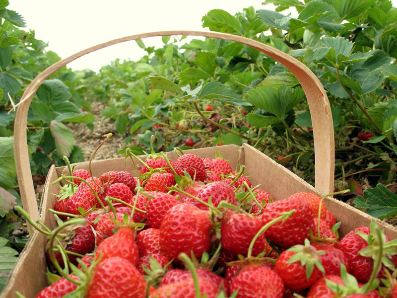 Exciting New Idea: Growing Strawberries at Home!