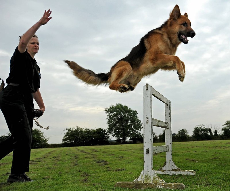 Earning Money with Dog Training Courses