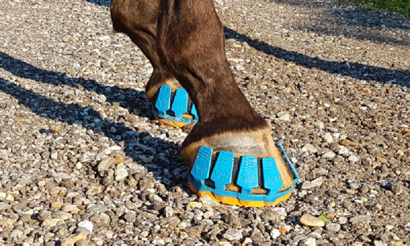 Introducing a New Type of Footwear for Horses