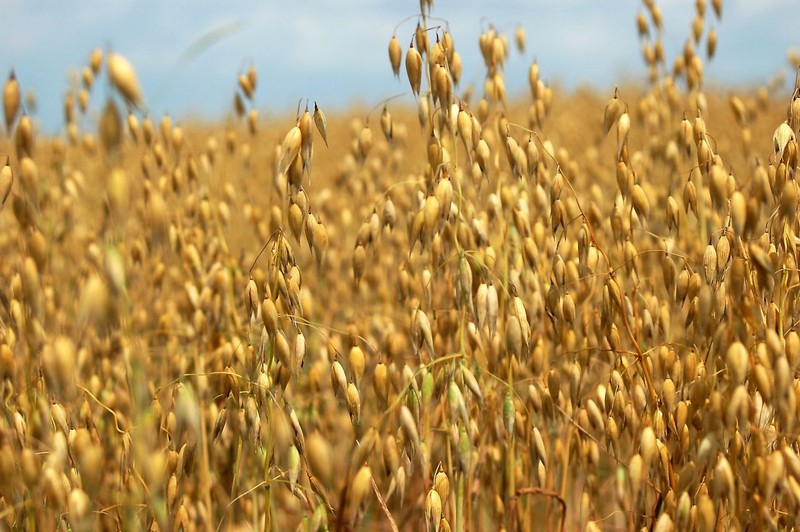 Growing Oats for Business