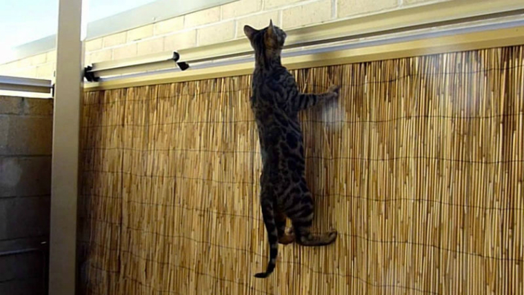 Preventing Cats from Escaping: A Comprehensive Guide