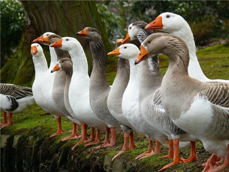 Goose Farming Eco-Business