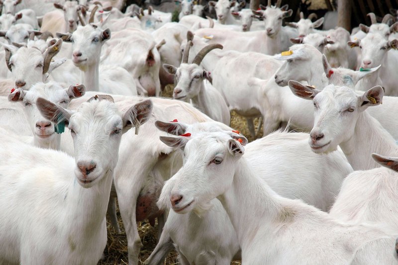 Thriving Farm: Producing Goat Milk and its Products