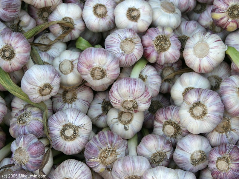 Growing Garlic for Business