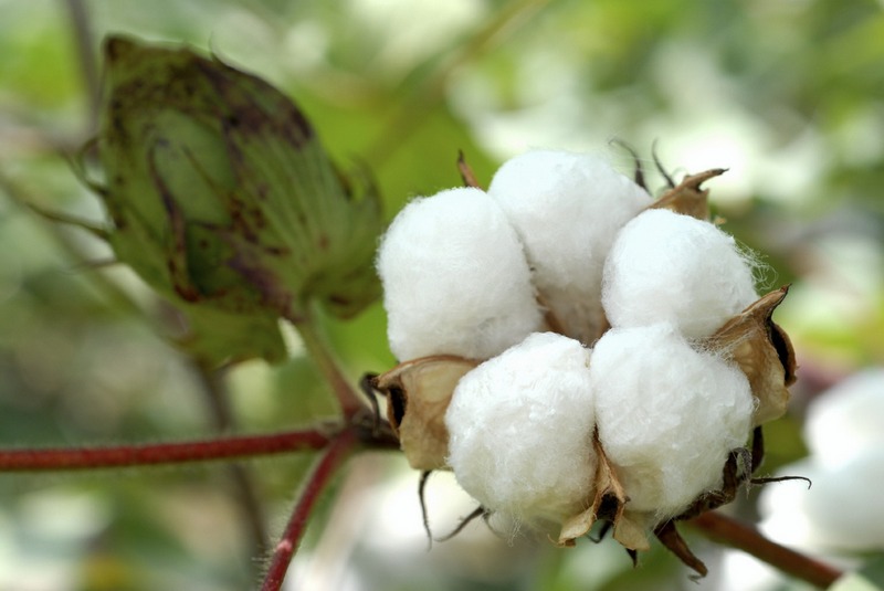 Thriving Farm: Cotton Production