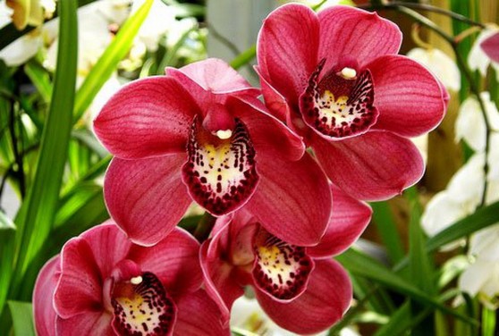 Business Idea: Growing Orchids for Sale