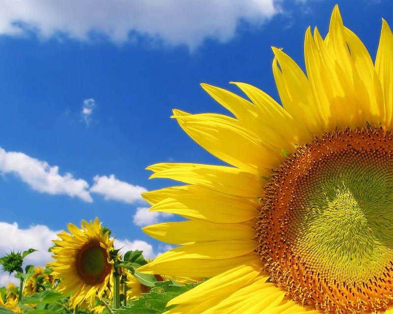 Production of Sunflower Oil: A Business with High Stability
