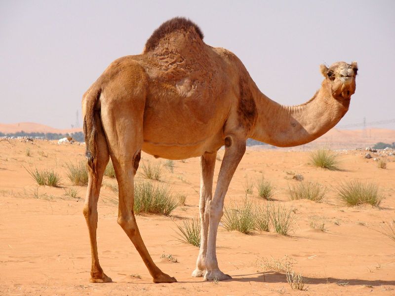 Unique Business Concept: Camel Farming