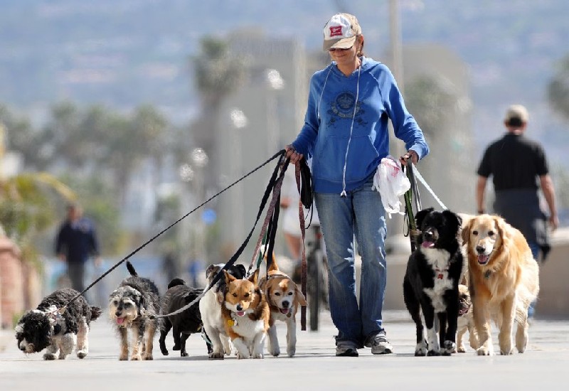 Business Idea: How to Make Money Dog Walking