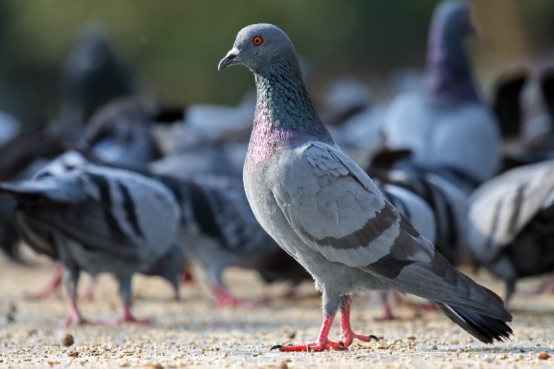 Business Idea: Pigeon Breeding