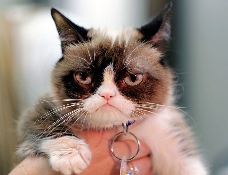 Funny Cats and Big Money: How to Earn on Cat Memes
