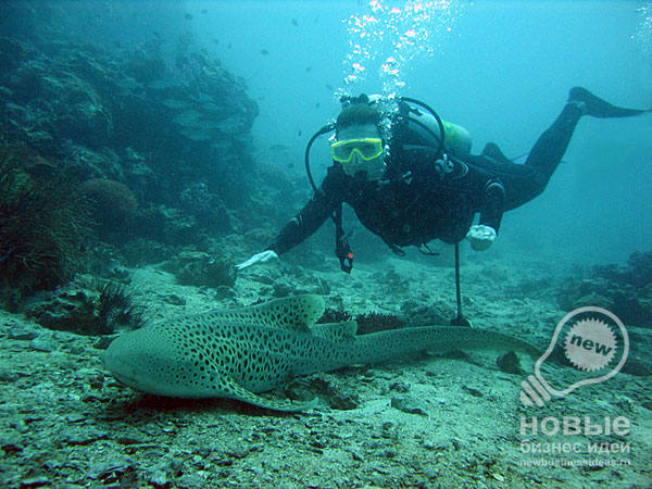 Business Idea: Diver Training Courses