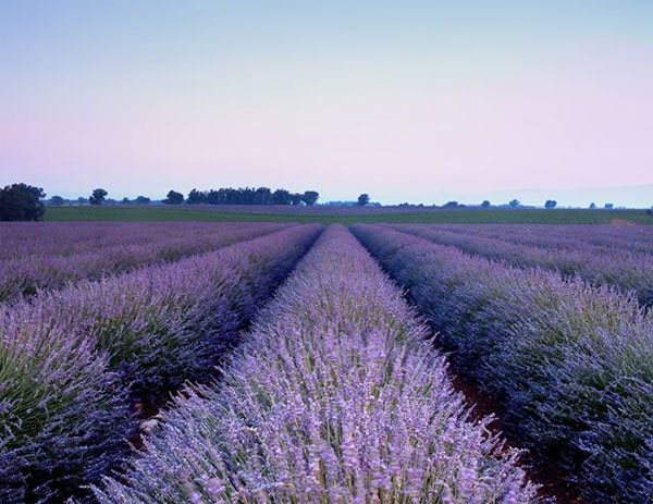 Real-Life Lavender Farm