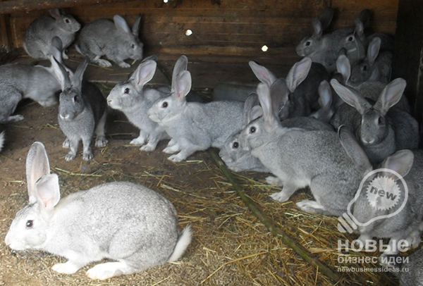 Thriving Homestead: Raising Rabbits