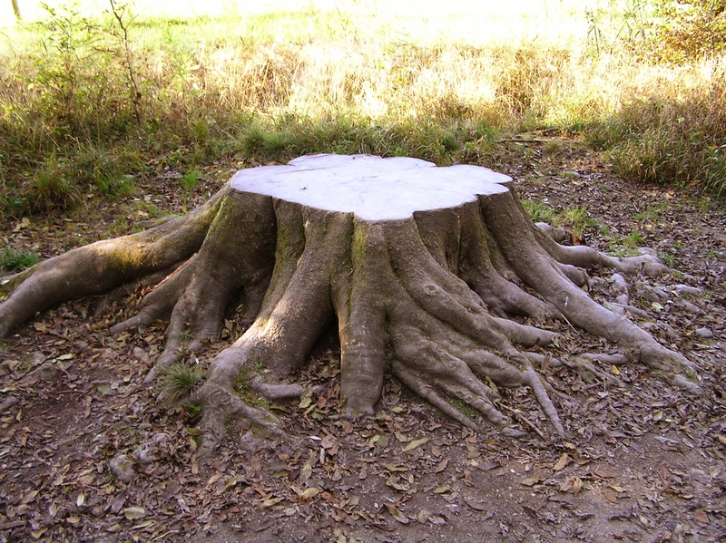 Business Idea for Special Equipment Owners: Efficient Tree Stump Removal