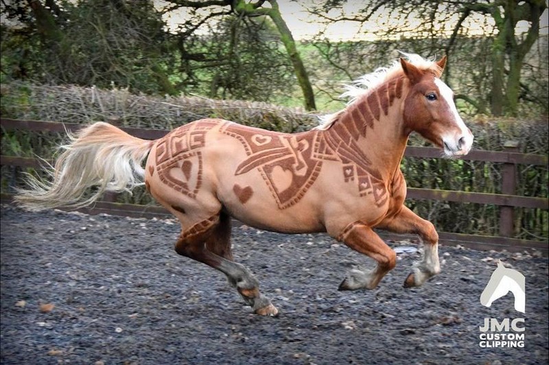 Horse Grooming: Decorating Your Horse with Trimming