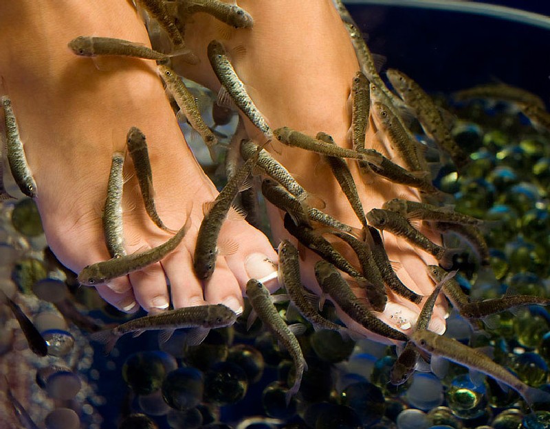 Business Idea: Fishy Exfoliation
