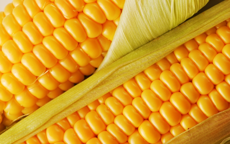 Thriving Farm: Corn