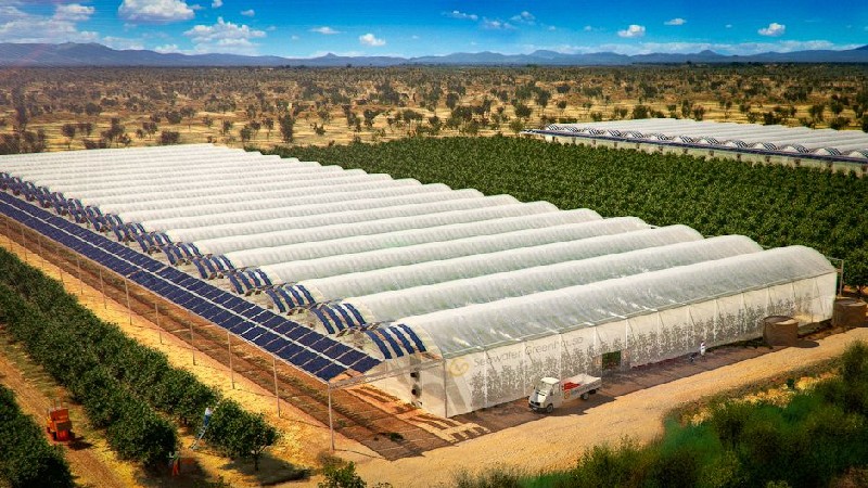 Tomato Farming with the Help of Seawater and Sun