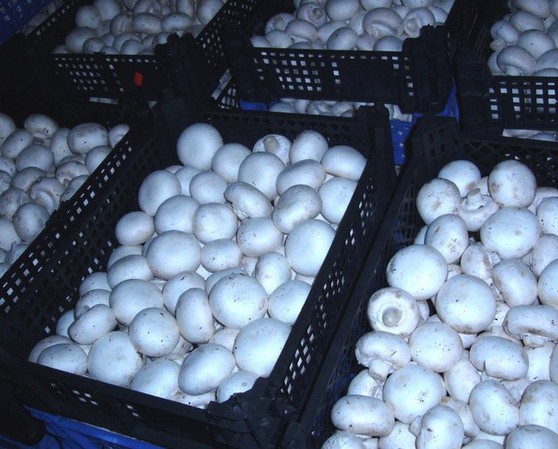 Thriving Farm: Growing Mushrooms