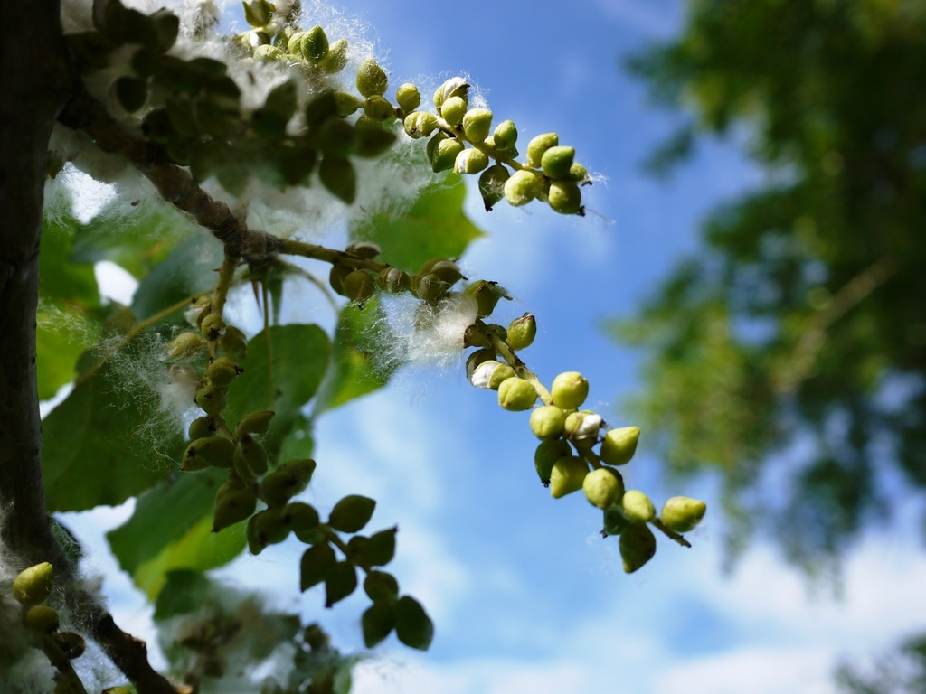 Using Cottonwood Fluff for Stuffing Blankets and Pillows
