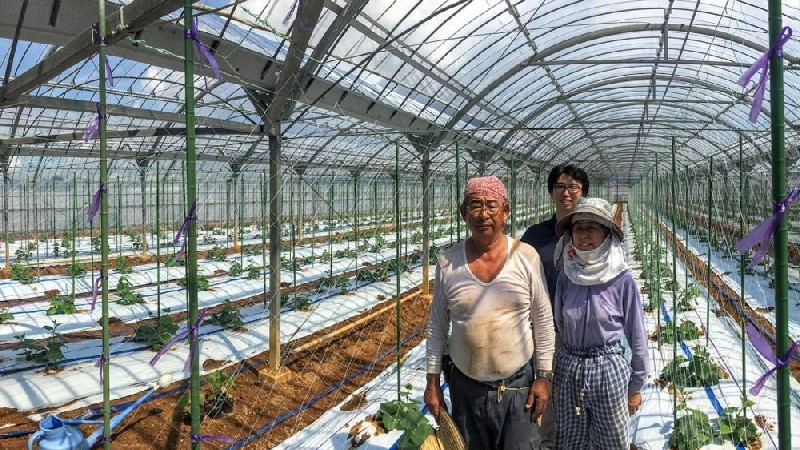 Using Neural Networks for Growing Cucumbers