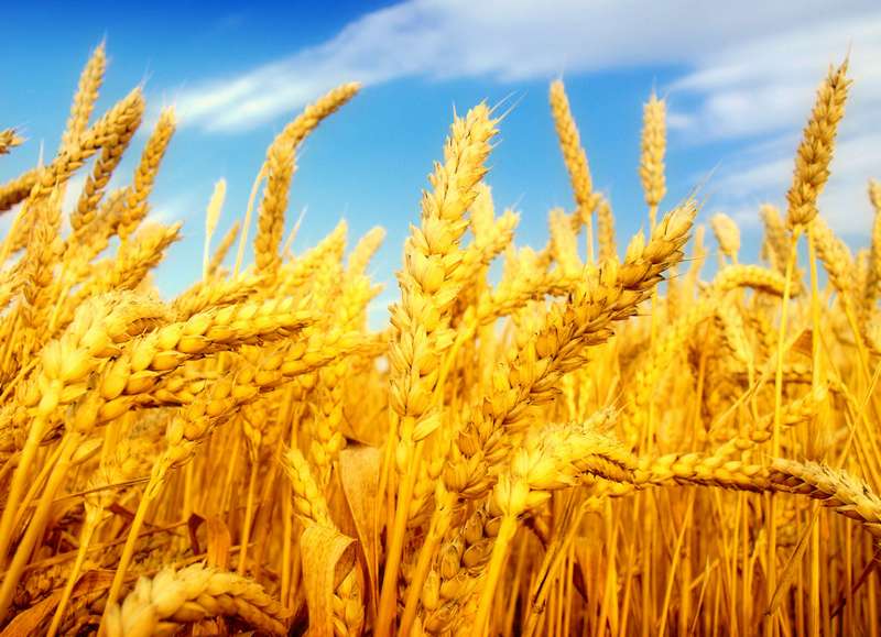 Thriving Farm: Wheat