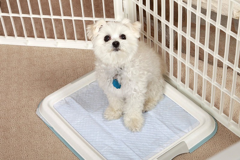 Amazon Bestseller: AmazonBasics Pet Training Pads for Puppies