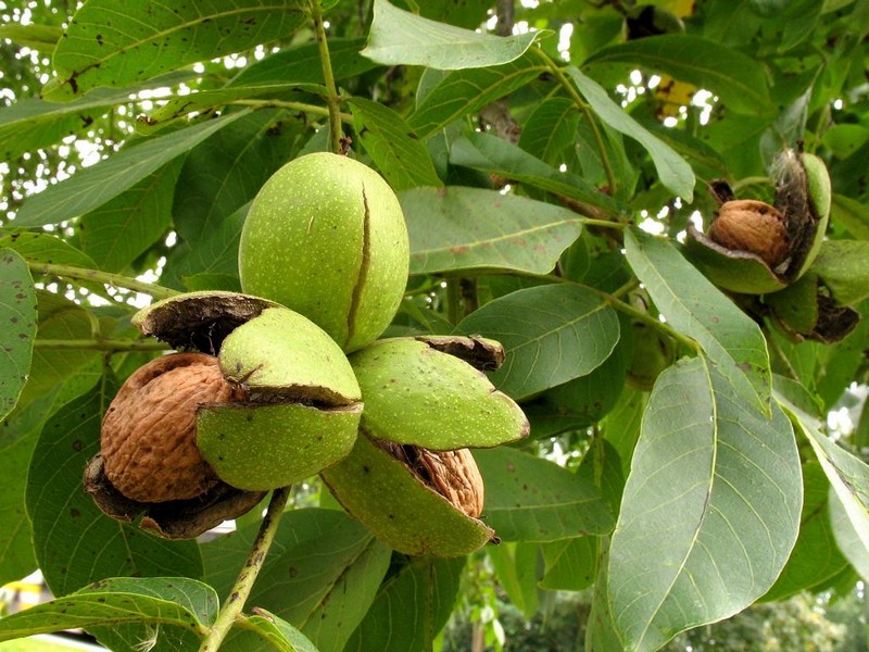 Growing Nuts for Profit: A Guide to Nut Farming