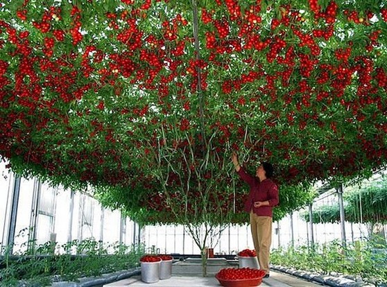 Business Idea: Profitable Garden