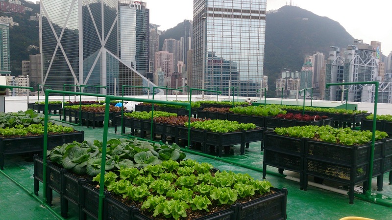 How to Create a Unique Business Idea Using Rooftop Gardens as an Example