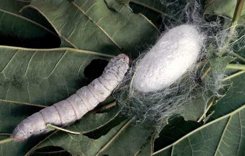 Thriving Farm: Silk Production