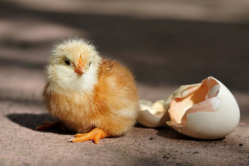 Starting a Business with Incubating Chicken Eggs