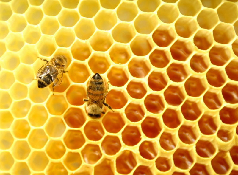 Successful Farming: Beekeeping and Honey Production