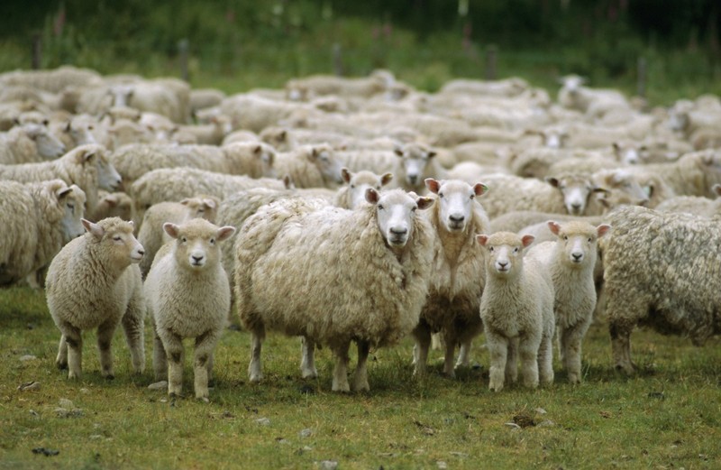 Sheep Farming - A Profitable Business Idea with Traditional Roots