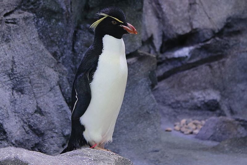The Ultimate Penguin Paradise in Detroit