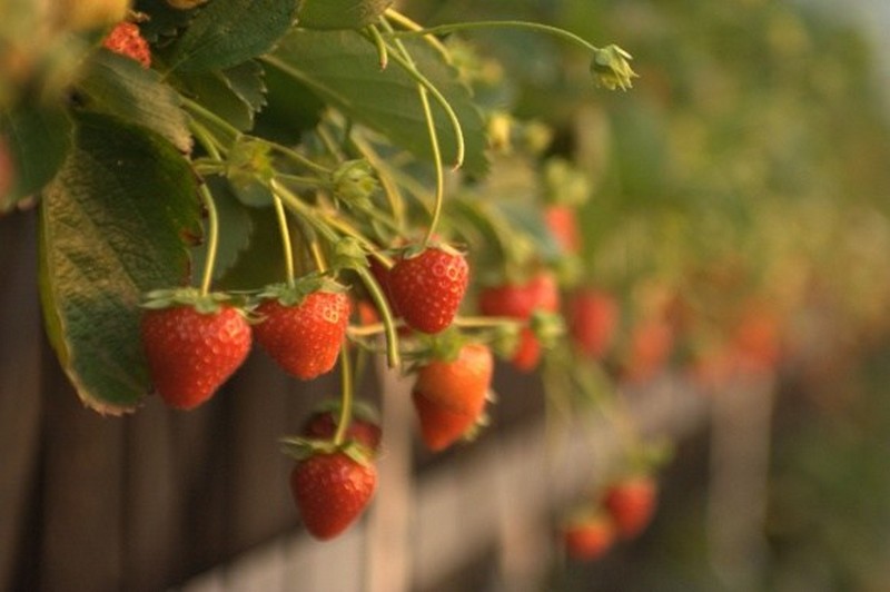 Fresh Strawberries All Year Round!