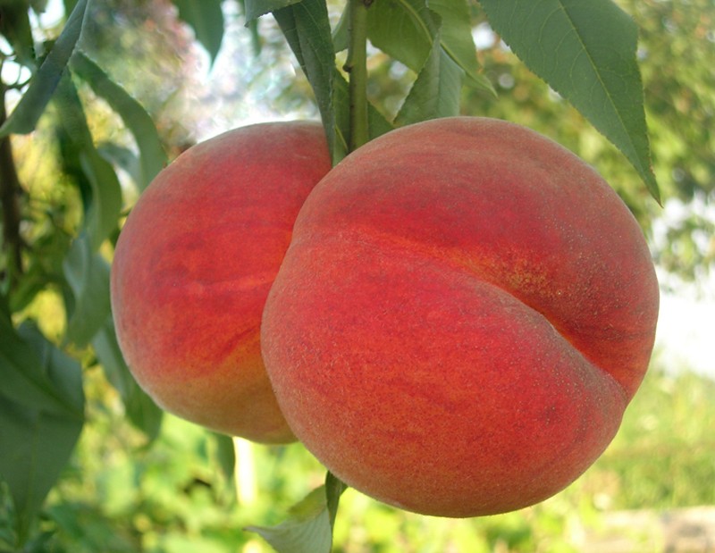 Apricots and Peaches: How to Generate a Consistent Income from Your Own Orchard