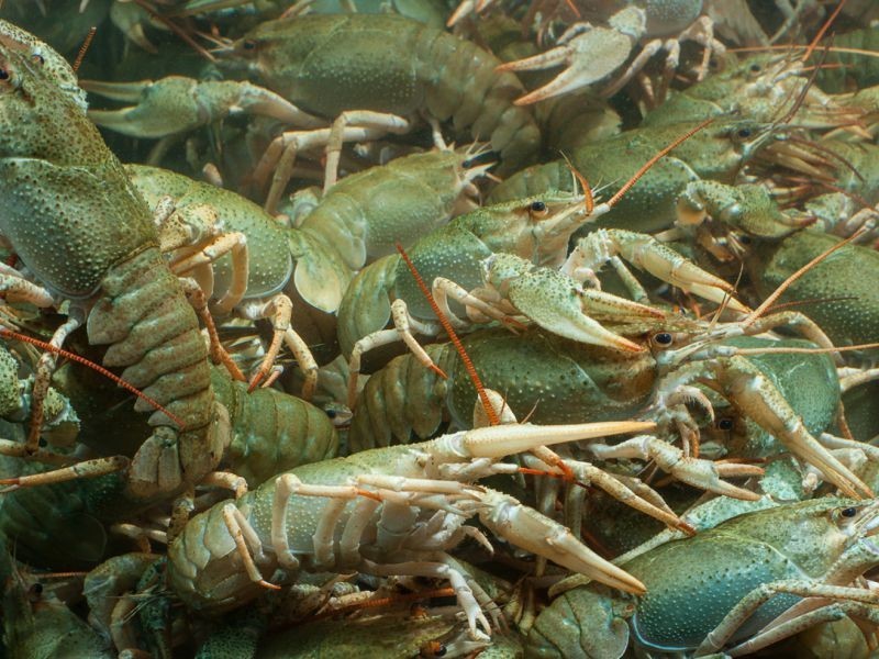 Successful Farm: How to Start a Business Growing Crayfish?